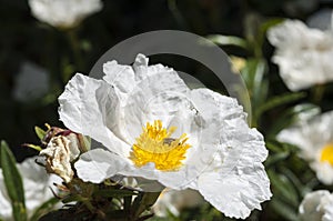 Gum rockrose, Cistus ladanifer