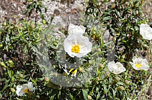 Gum rockrose, Cistus ladanifer