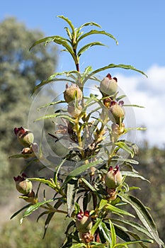 Gum rockrose, Cistus ladanifer