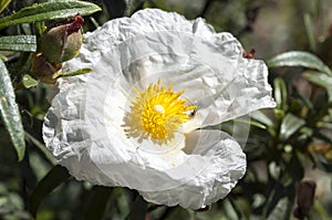 Gum rockrose, Cistus ladanifer