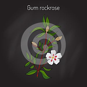Gum rockrose - Cistus ladanifer