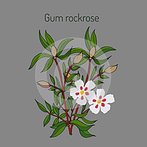 Gum rockrose - Cistus ladanifer