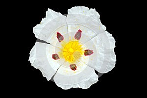 Gum rockrose - Cistus ladanifer - in the fields of Alentejo Portugal