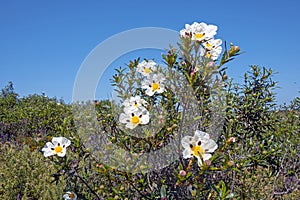 Gum rockrose cistus ladanifer in the fields of Alentejo in Portugal in spring photo
