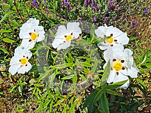 Gum rockrose cistus ladanifer in the fields of Alentejo in Portugal in spring