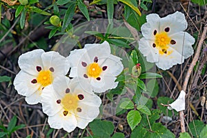 Gum rockrose - Cistus Ladanifer in the fields of Portugal in springtime