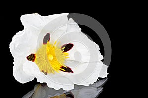 Gum rockrose - Cistus ladanifer photo