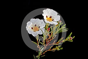 Gum rockrose - Cistus ladanifer photo