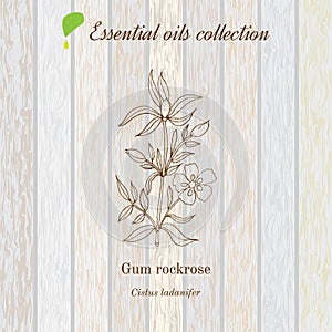 Gum rockrose, essential oil label, aromatic plant