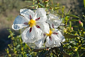 Gum rockrose flowers