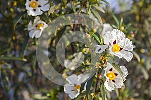 Gum Rockrose flowers at Piedras Riverside, Huelva, Spain