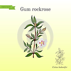 Gum rockrose or labdanum, common gum cistus photo