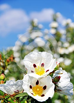 Gum rockrose photo