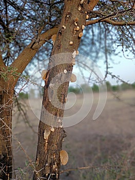 Gum seeping through he bark of a wattle tree