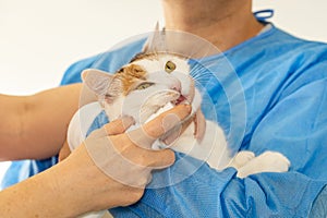 Gum and tooth diseases in cats, Veterinarian treats kitten\'s sick gums, Pet visits the doctor