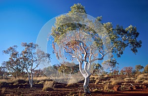 Gum tree