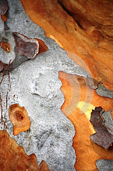Gum Tree Bark