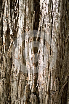 Gum Tree Tree Bark Closeup Texture photo