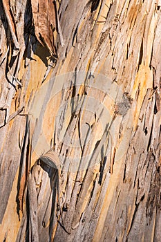 Gum tree with bark peeling off in shreds