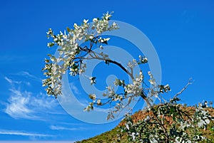 Gum tree with blue sky background