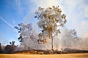Gum Tree Bush Fire Australia