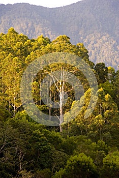 Gum tree bush mountains