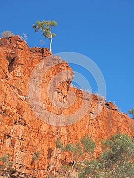 Gum tree on the cliff of Ormiston Gorge in the late afternoon sun