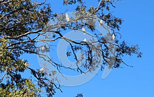 Gum Tree Cookatoo Birds in Queensland Australia including one hanging upside down like a bat