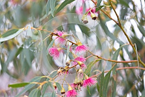 Gum tree with delicate pink flowers in bloom