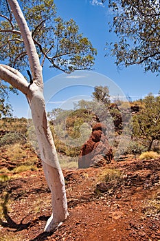 Gum tree, desert vegetation and a large termite mound in the Australian outback