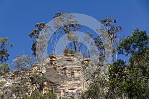 Gum tree eucalypts growing on the top of a sandstone remnant after erosion