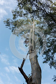 Gum tree, Eucalyptus is a genus of over seven hundred species of flowering trees, shrubs or mallees in the myrtle family, photo