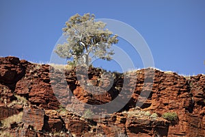 Gum tree eucalyptus pauciflora tree native in Western Australia above the red rock in Joffre Gorge