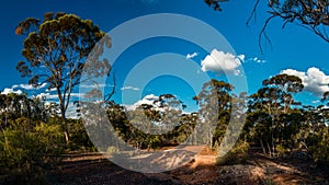 Gum tree forest in western australia and blue sky