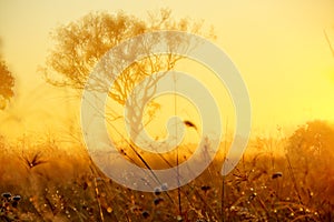 Gum tree and grass sunrise