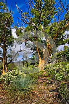 Gum tree and grass tree in Dutchmans Stern Conservation Park, South Australia