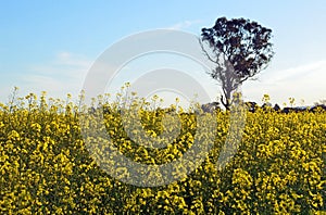 Gum tree growing in a field of yellow canola