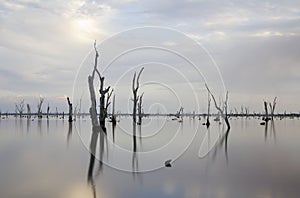 Gum tree at Lake Mulwala, Australia