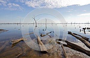 Gum tree at Lake Mulwala, Australia