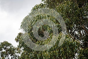 gum tree leaves in the australian bush