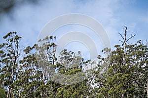 gum tree leaves in the bush in Australia