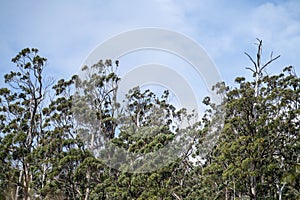 gum tree leaves in the bush in Australia