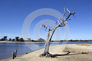 Gum tree Leschenault Estuary Western Australia