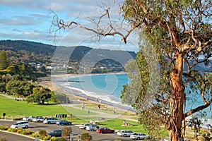 Gum tree - Lorne