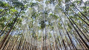Gum Trees Vertical Forest Maize Skywards photo