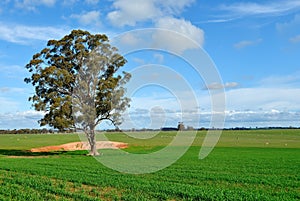 Gum tree in a paddock, on a farm in Victoria, Australia