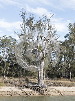 Gum Tree Roots