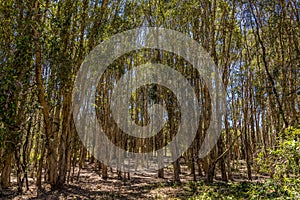 Gum tree saplings in Coombabah Lake Reserve, Queensland photo