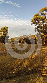 Gum Trees