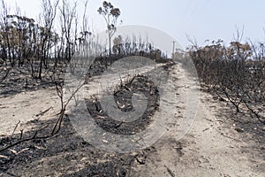 Forest burnt by bushfire in The Blue Mountains in Australia